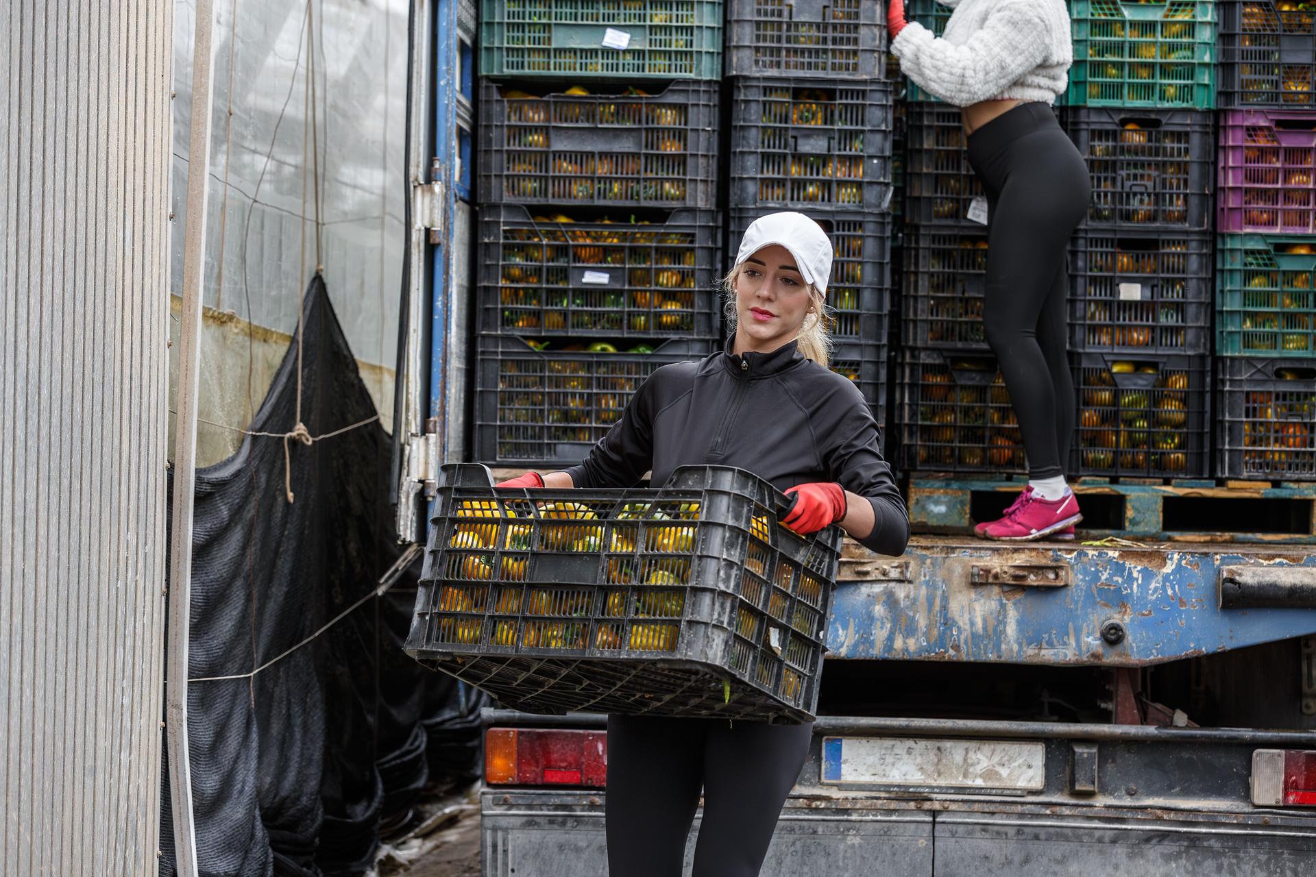 Pepper Harvesting in Almeria Greenhouse, Spain with Workers Collecting Produce
