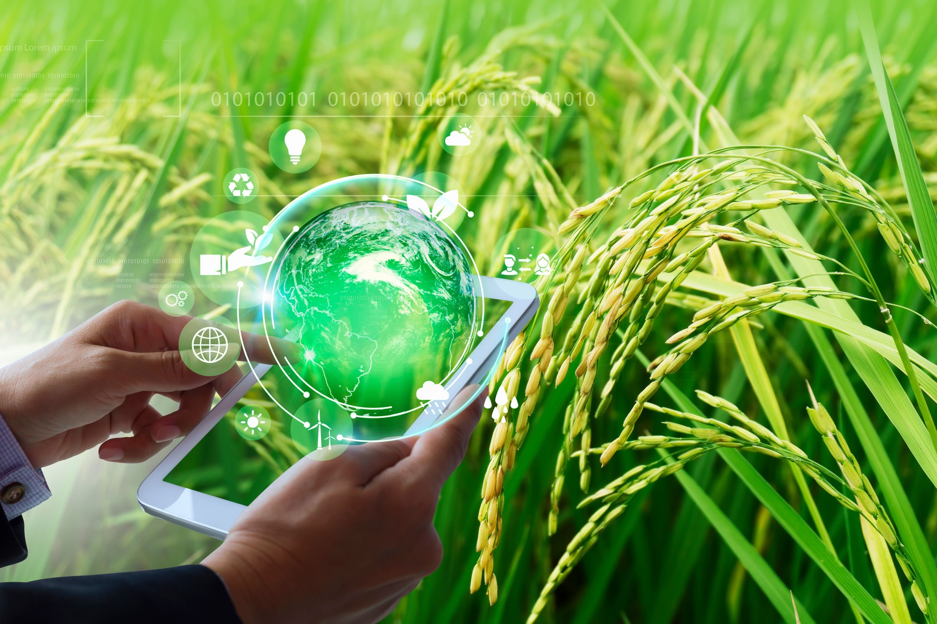 Green rice seedlings in a field planted in the morning sun and high-yielding smart farm technology input icons, cost reduction, and care with IoT. Market harvest income, smartphone analysis data