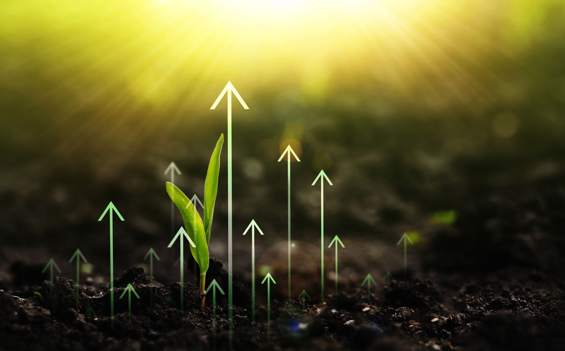 Young plant increase on sunny background.Concept of business growth,profit, development and success. Growing money,finance and investment.