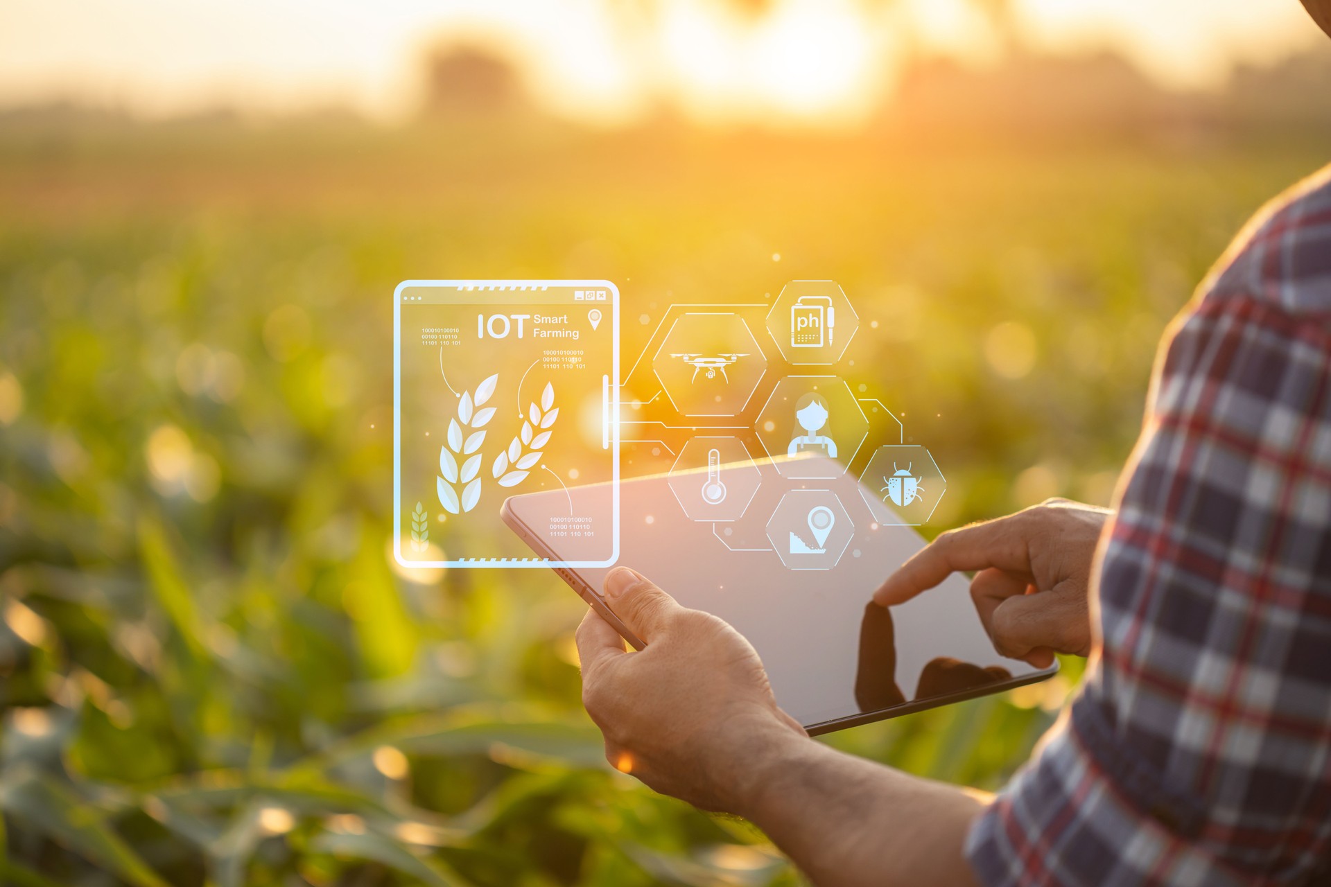 Farmer using digital tablet in corn crop cultivated field with smart farming interface icons and light flare sunset effect. Smart and new technology for agriculture business concept.